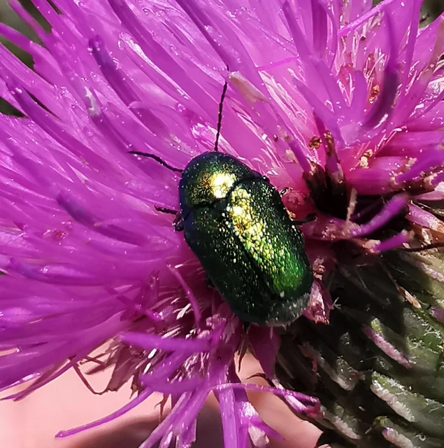 Cryptocephalus