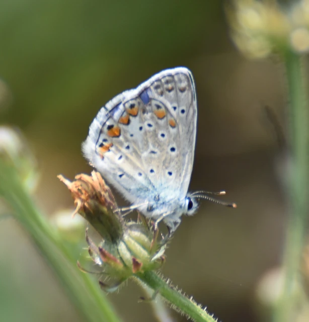 Polyommatus icarus - közönséges boglárka