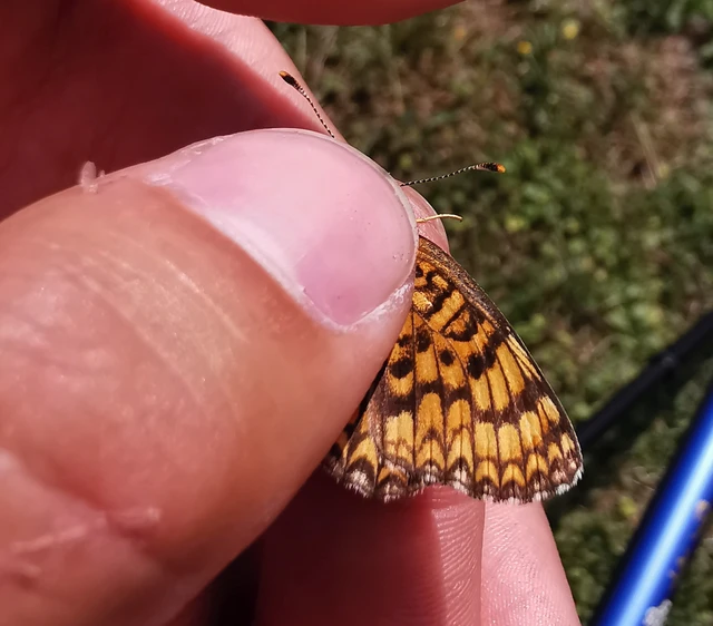 Melitaea phoebe - nagy tarkalepke
