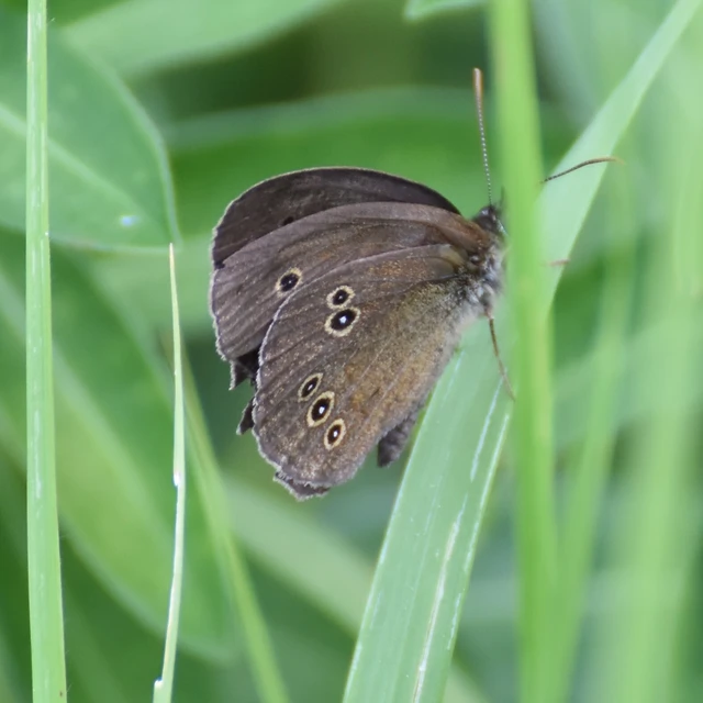 Aphantopus hyperanthus - közönséges ökörszemlepke