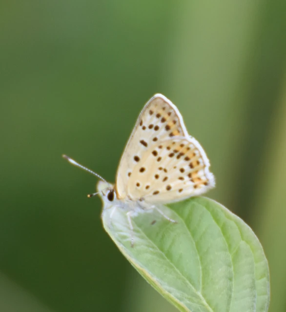 Lycaena tityrus - barna tűzlepke
