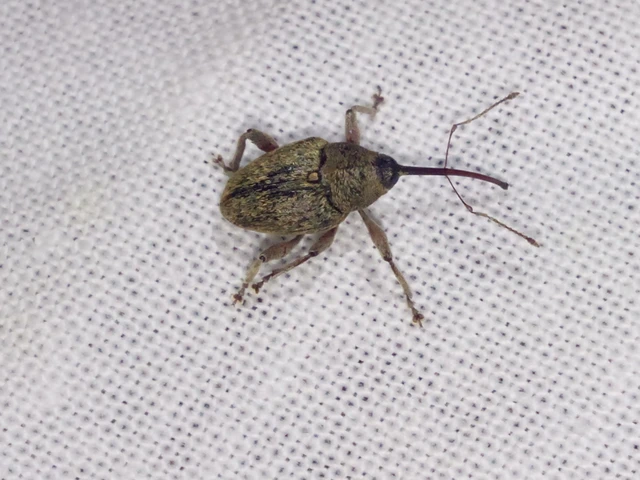 Curculio glandium - tölgymakkzsuzsóka