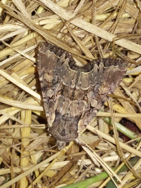 Lacanobia thalassina - borbolya-kertibagoly