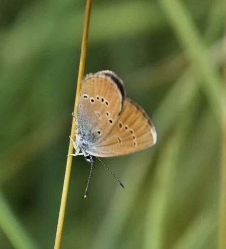 Cyaniris semiargus - aprószemes boglárka
