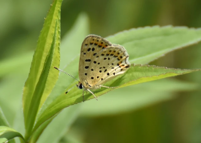 Lycaena tityrus - barna tűzlepke