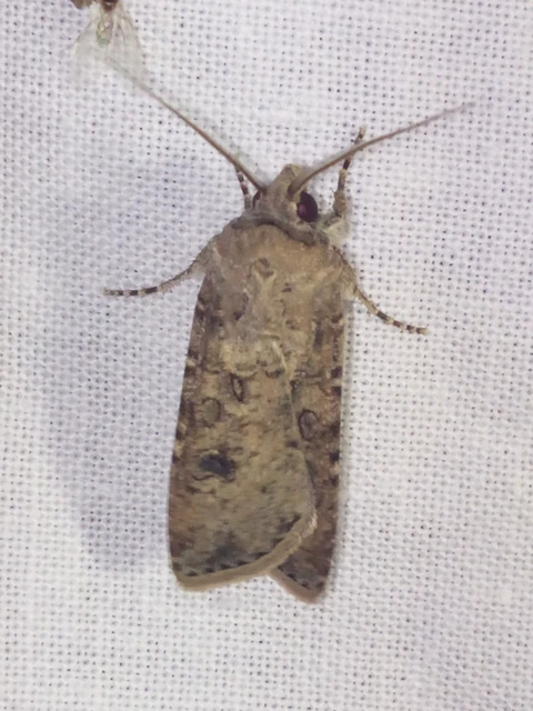 Agrotis segetum - vetési földibagoly