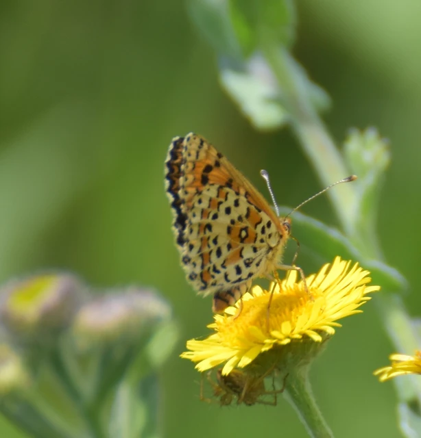 Melitaea trivia - kis tarkalepke