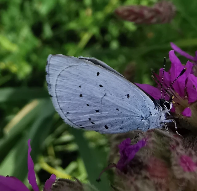 Celastrina argiolus - bengeboglárka