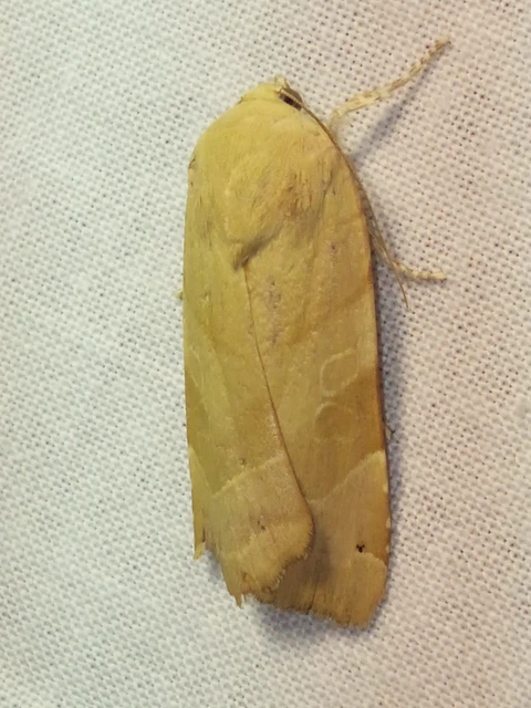 Noctua fimbriata - szélessávú sárgafűbagoly