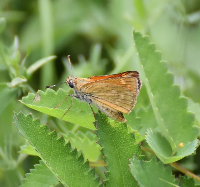 Ochlodes sylvanus - erdei busalepke