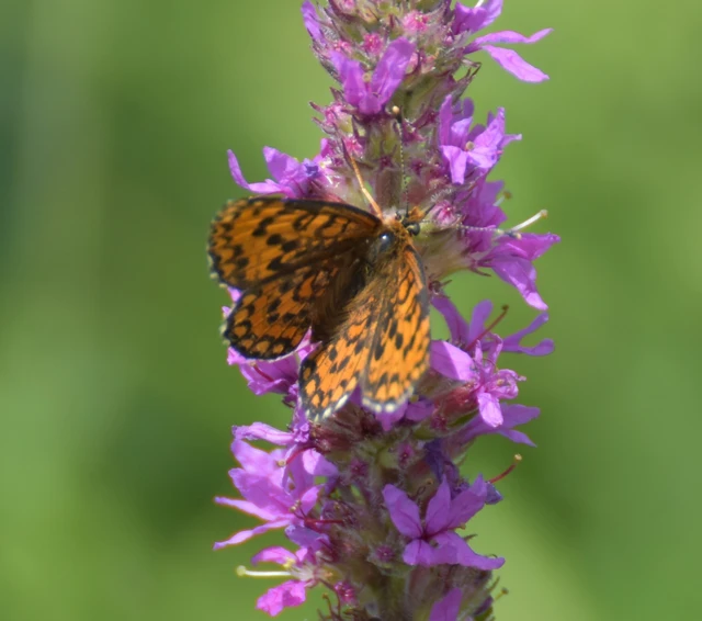 Melitaea trivia - kis tarkalepke