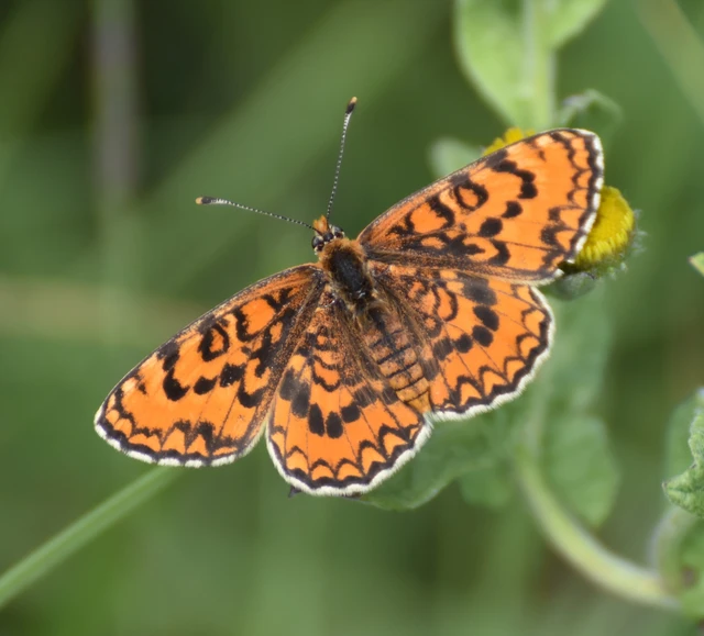 Melitaea trivia - kis tarkalepke