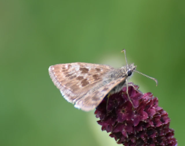 Erynnis tages - cigánylepke