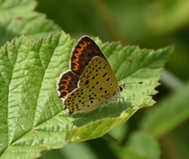 Lycaena tityrus - barna tűzlepke