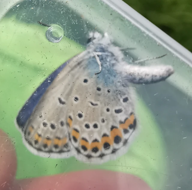 Plebejus argyrognomon - tintakék boglárka