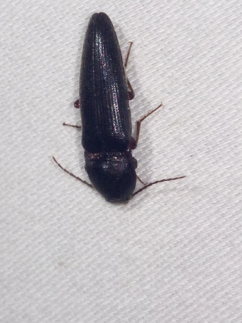Melanotus