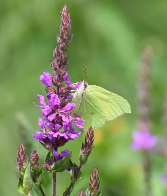Gonepteryx rhamni - citromlepke