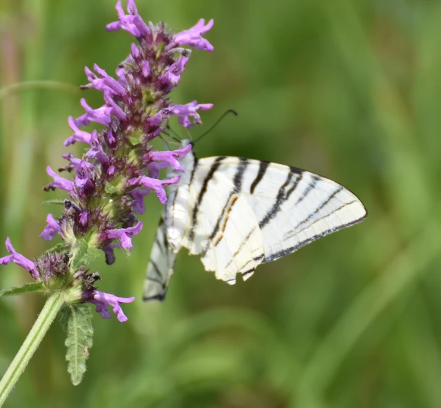 Iphiclides podalirius - kardoslepke