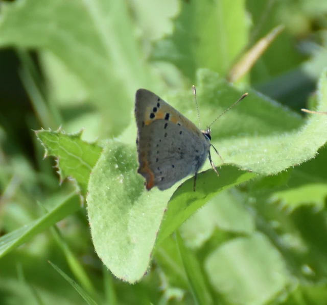 Lycaena phlaeas - közönséges tűzlepke