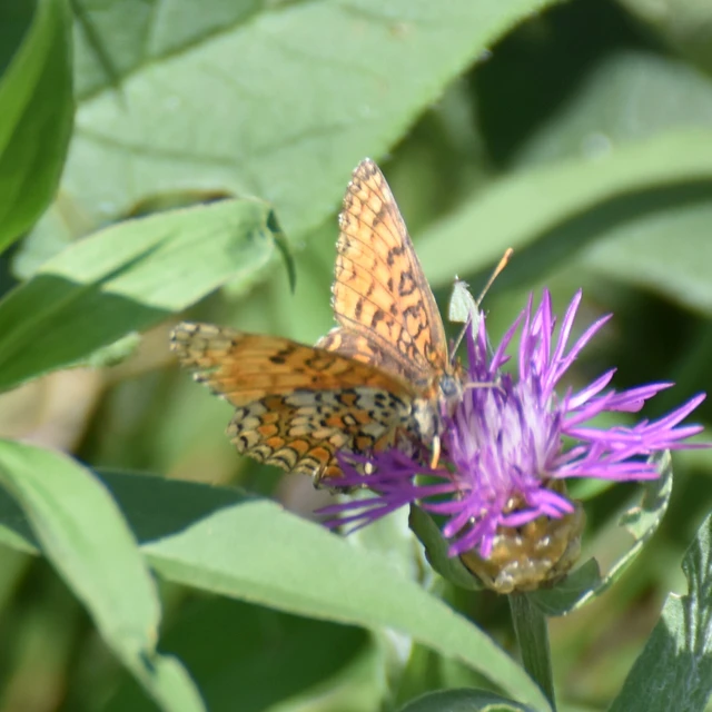 Melitaea phoebe - nagy tarkalepke