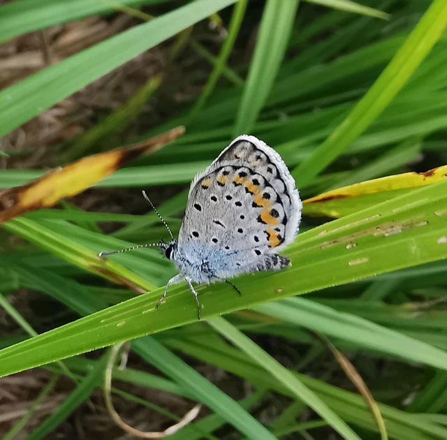 Plebejus argyrognomon - tintakék boglárka