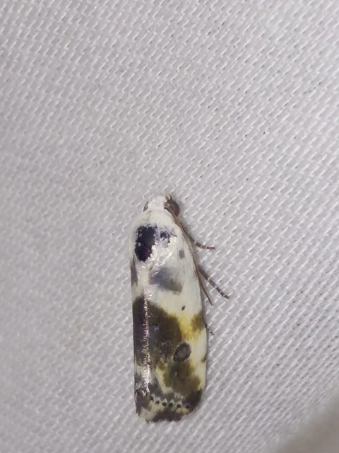 Ponometia candefacta - parlagfűbagoly
