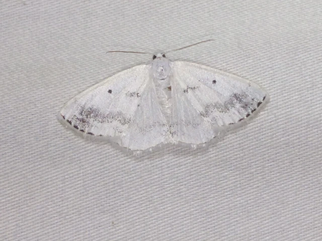 Lomographa temerata - foltos fehéraraszoló