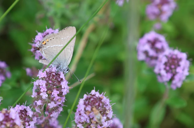 Satyrium spini - kökény-csücsköslepke