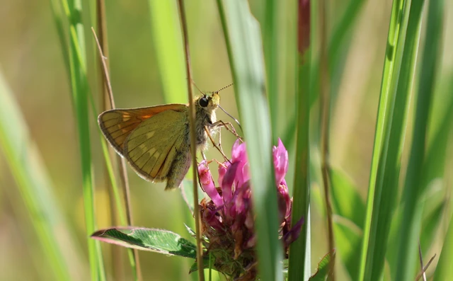 Ochlodes sylvanus - erdei busalepke