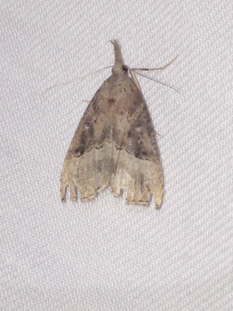 Hypena rostralis - közönséges karcsúbagoly