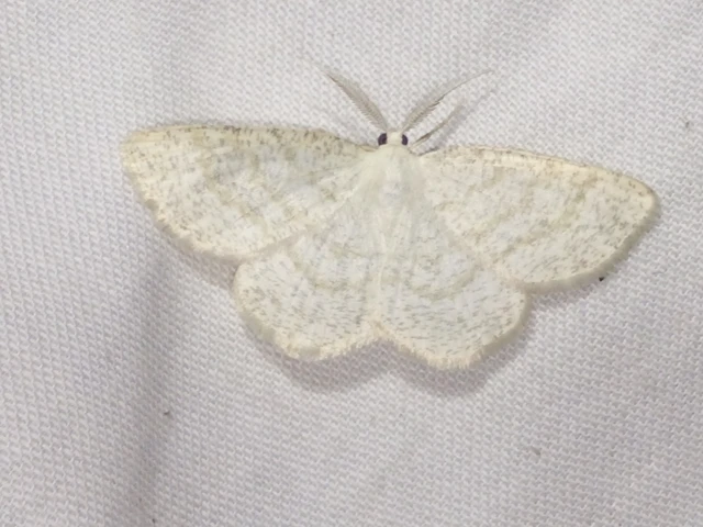 Cabera exanthemata - pettyes égeraraszoló