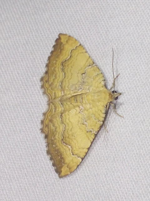 Camptogramma bilineata - kétvonalas sávosaraszoló