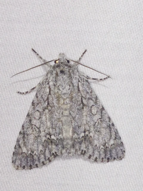 Acronicta aceris - vadgesztenye-szigonyosbagoly