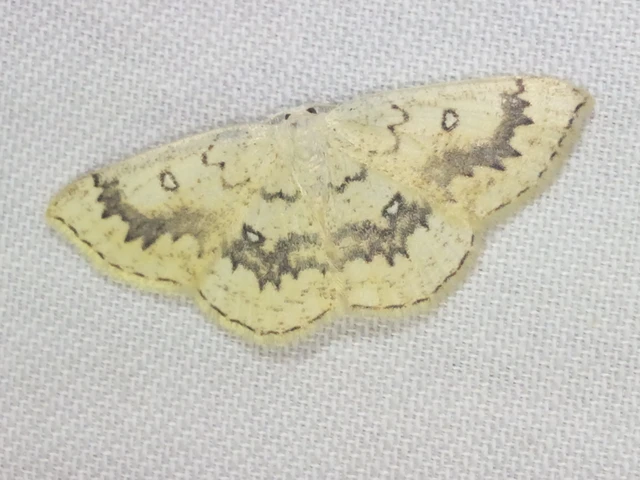 Cyclophora annularia - gyűrűs pettyesaraszoló