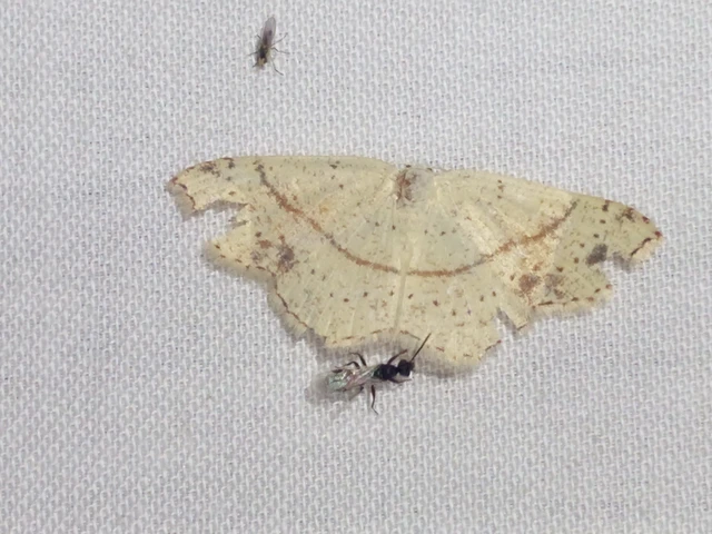 Cyclophora punctaria - sávos pettyesaraszoló