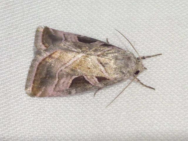 Eucarta virgo - mocsári ametisztbagoly
