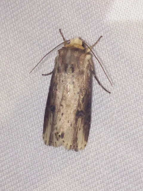 Axylia putris - vonalkás földibagoly