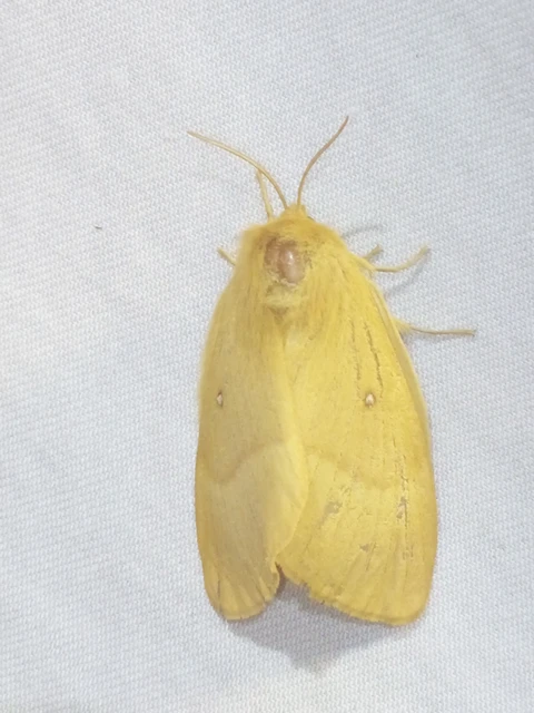 Lasiocampa quercus - tölgyfaszövő