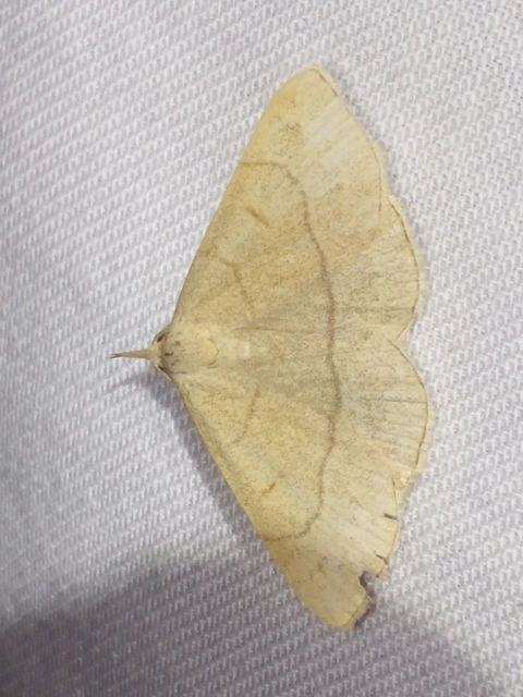 Paracolax tristalis - sárgás karcsúbagoly