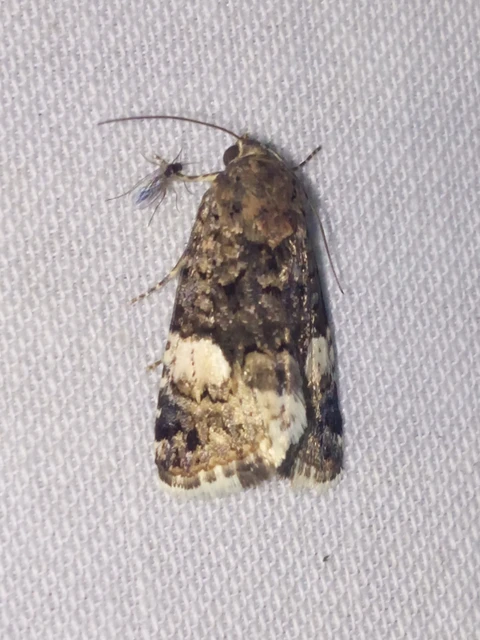 Tyta luctuosa - fekete nappalibagoly