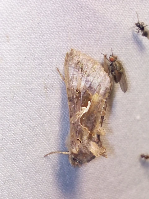 Autographa gamma - gammalepke
