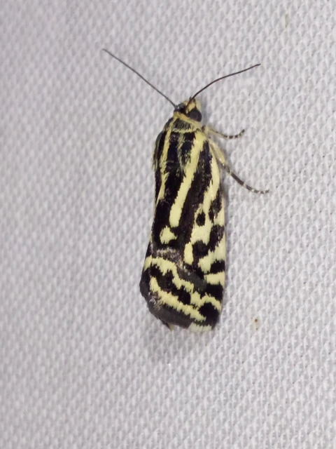 Emmelia trabealis - zebrabagoly