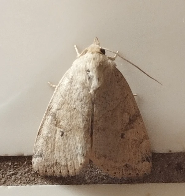 Cosmia trapezina - közönséges lombbagoly