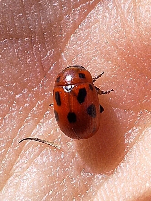 Gonioctena fornicata - közönséges lucernabogár