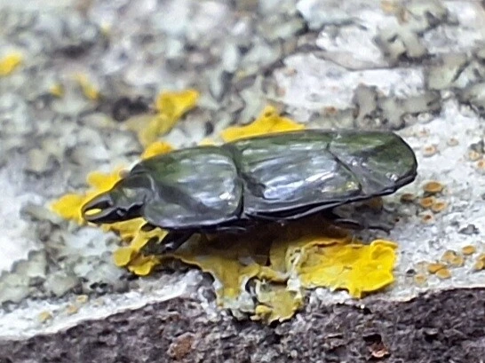 Hololepta plana - lemez-sutabogár