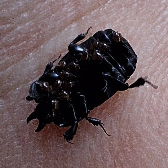 Hololepta plana - lemez-sutabogár
