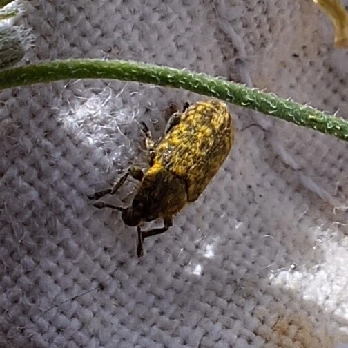Rhinocyllus conicus - tömpeorrú barkó