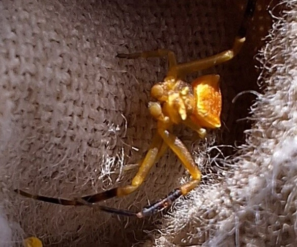 Araneae - Pókok