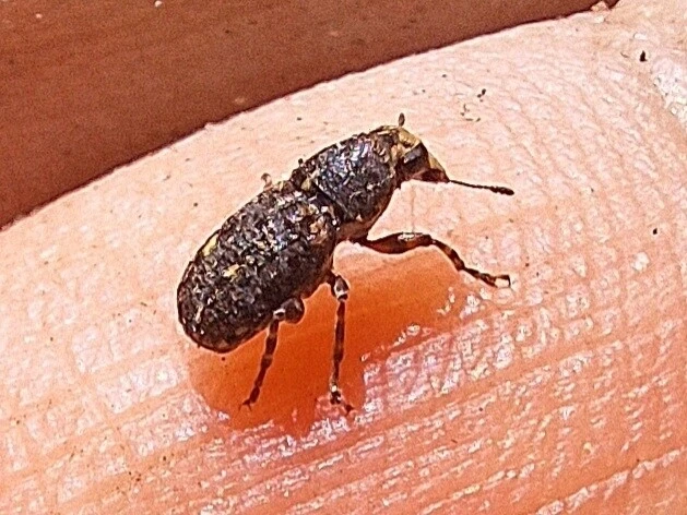 Ulorhinus bilineatus - dülledtszemű orrosbogár