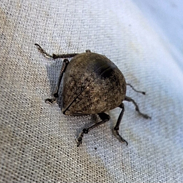 Liophloeus
